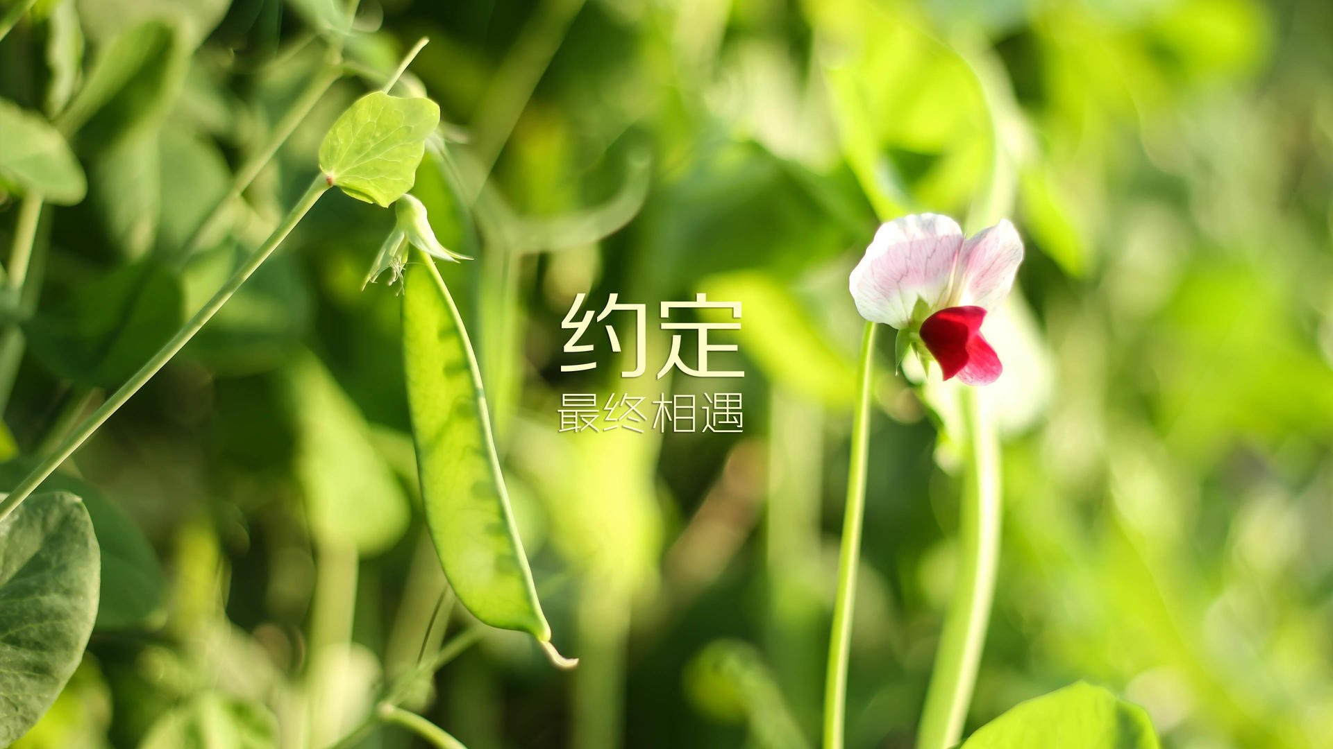 王者荣耀KPL引入智能训练辅助设备，kpl王者荣耀职业联赛门票