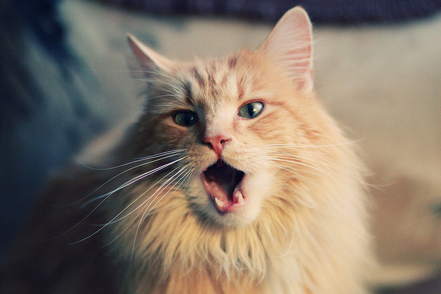 球员体能与体格仍弱于亚洲强队,球员身体素质