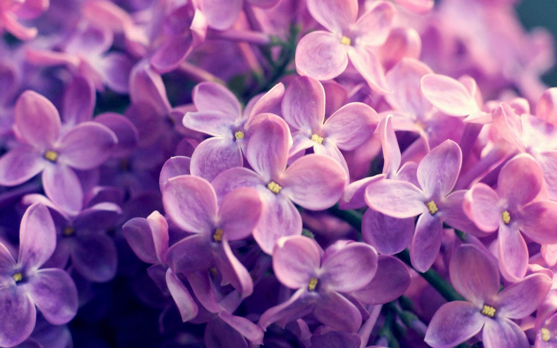 数据显示技术动作逐步国际化,数据显示技术动作逐步国际化的原因