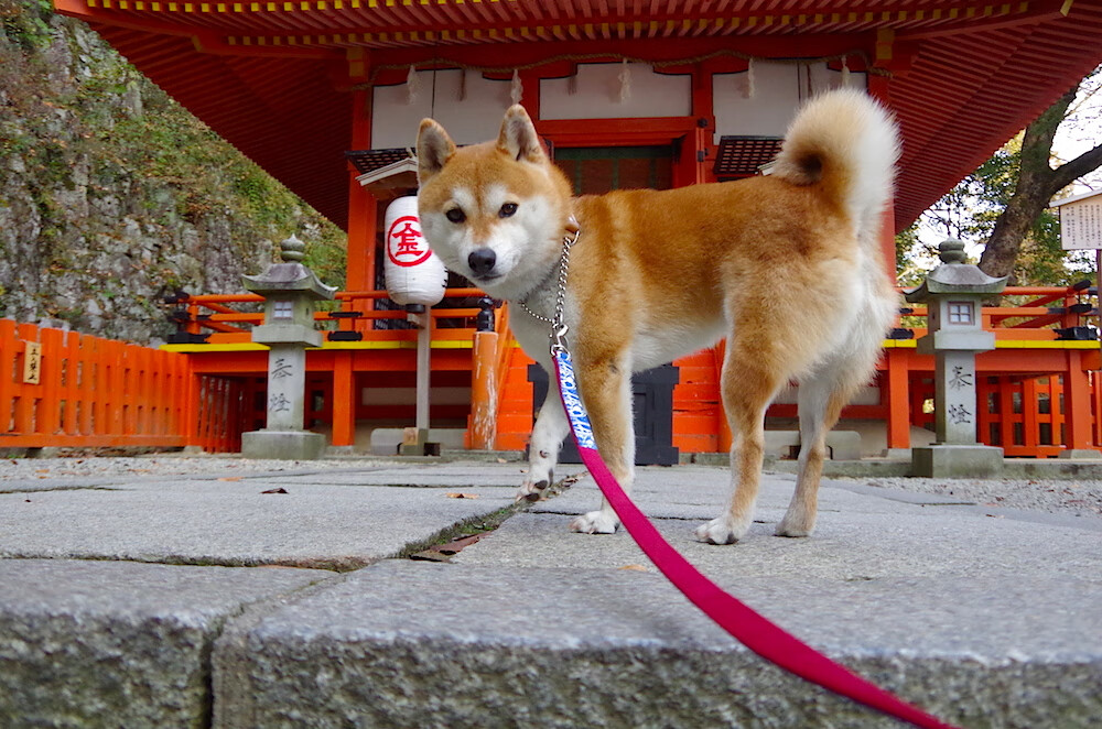 赛后恢复程序标准化确保球员身体状态快速回归最佳水平，比赛恢复